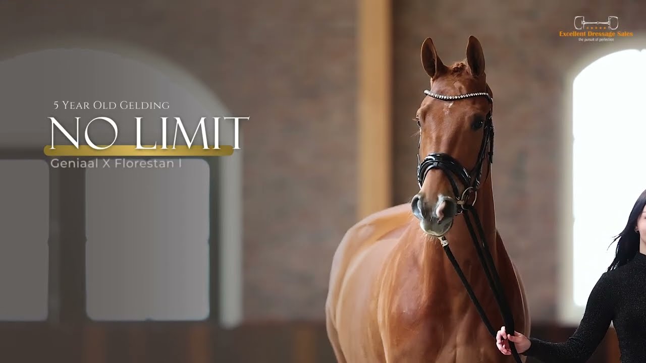 No Limit | Geniaal x Florestan I - Gelding - 2018 - 174 cm