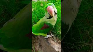 chintu otho school Jana hai ?may kon si school Jata tha ?? youtubeshorts parrotfunnyvideo funny