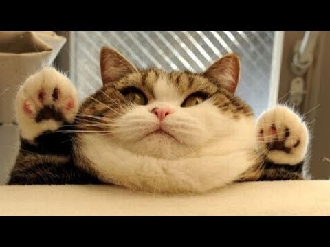 cats-funny-videos-for-kids!-funny-cats-compilation-2019