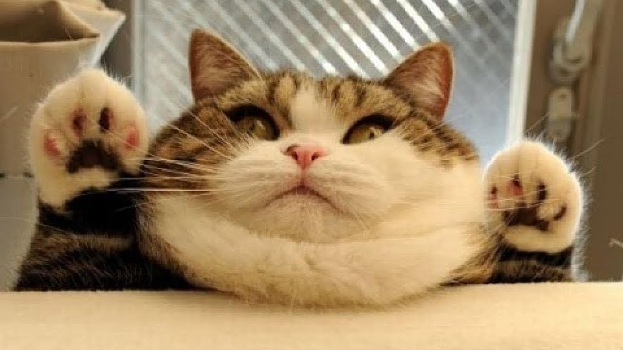 Cats Funny Videos For Kids! Funny Cats Compilation 2019 - YouTube