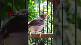 Download Lagu Prenjak Betina Ngetir Panjang. Shorts# MP3