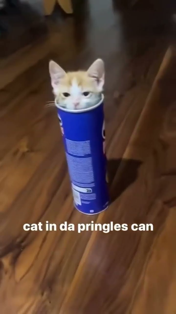 Prvnci somehow gets stuck in a sticky situation