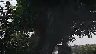 pengerukan rawa badak(2)