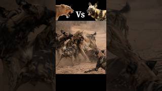 African wild dog attack lion 😲 #shorts #animals