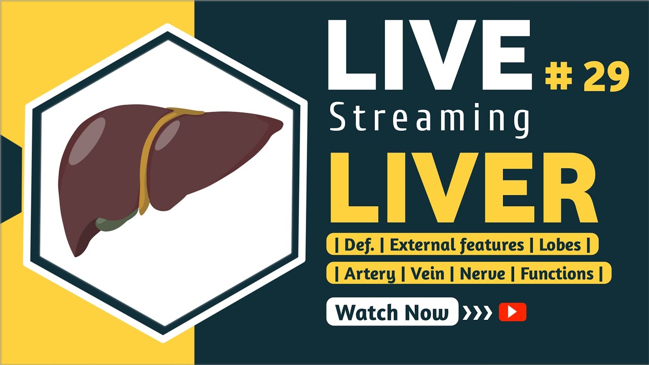 🥩Liver, Def., External Features, Lobes, Artery, Vein, Nerve Suply, Function. 