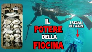 Pescasub Il Potere Della Fiocina  Spearfishing