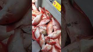 Fishing Trip Deep Hunter. Mamat Batu Putih.
