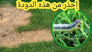 مشكلة وحلها _النجيل جديد و فيه ديدان A problem and its solution - the grass is new and has worms