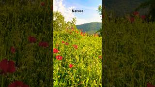 Kurmanci here gule #nature #travel #music #viral #explore