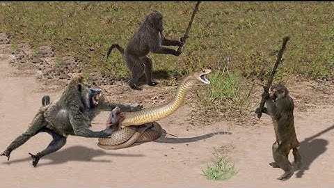OMG! Capuchin Monkey Save Mouse From Banded Krait Snake Hunt | Amazing Python vs Big Cat
