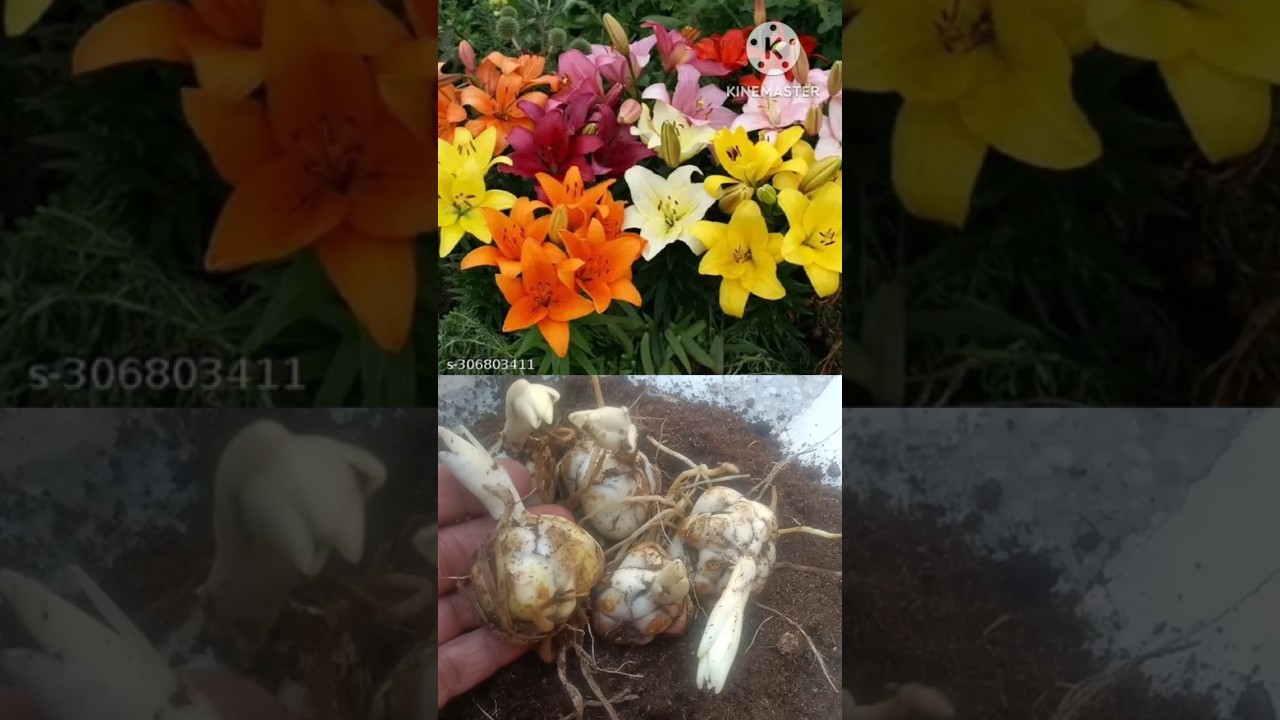 aciyatic lily bulbs# meesho 