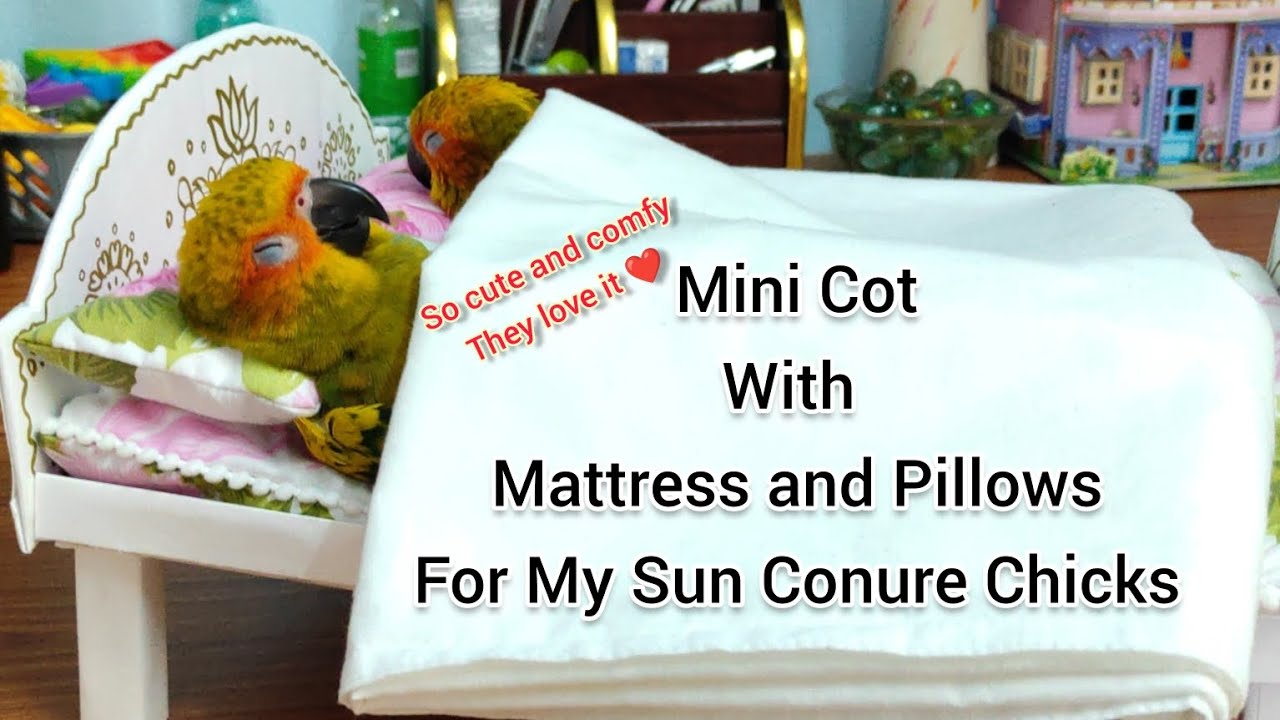 Mini Cot with mattress and pillows for my Sun Conure Chicks 