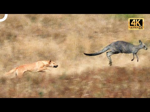 Video: Gerçek Aşkımızın Sevgililer Günü Yarışmasının Kazananları