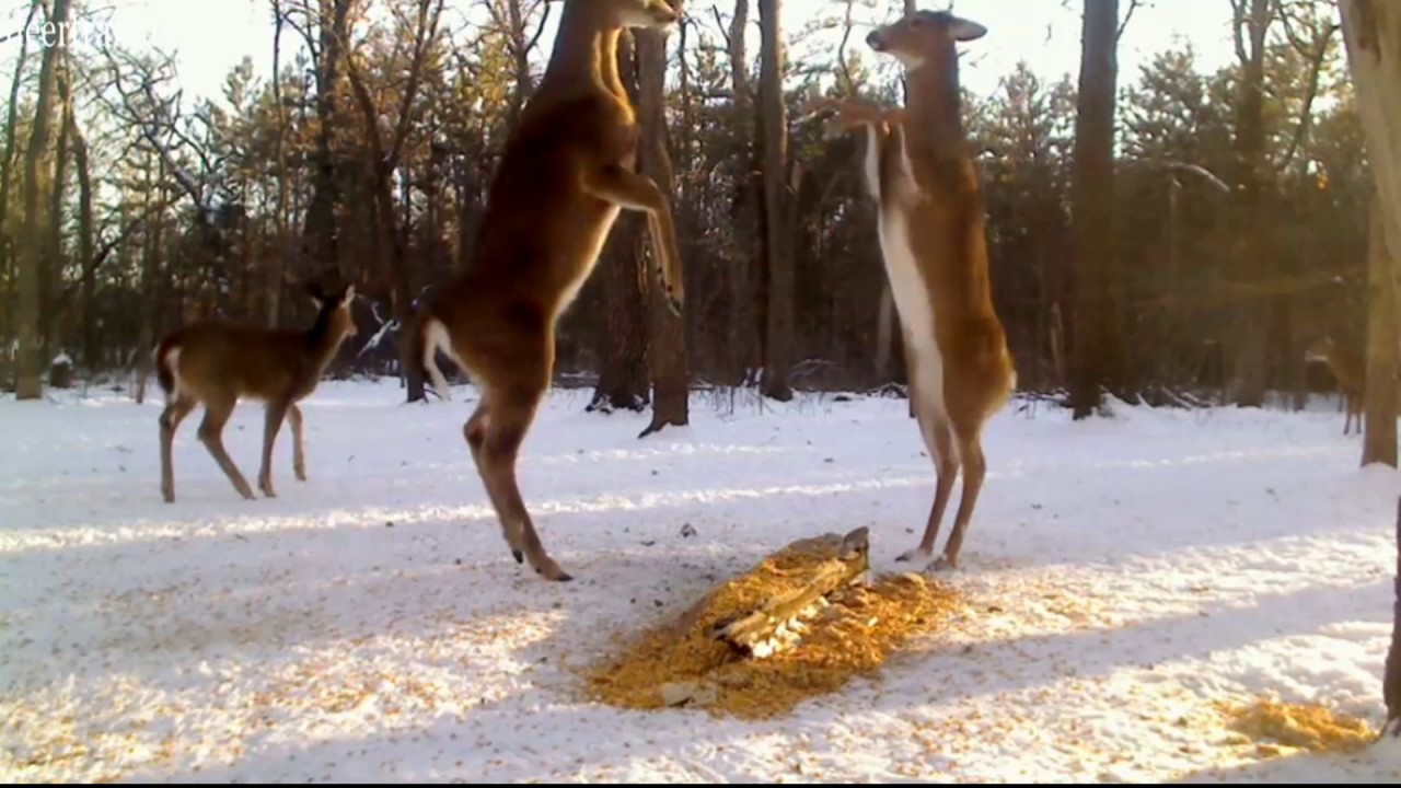 Deer Trail 2317 YouTube