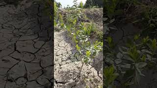 Green Cardamom Plant | Cultivation, Farming Business & Amazing Health Benefits #organicfarming #farm