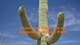Download Lagu Saguaro National Park Highlights MP3