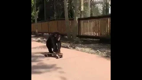 Monkey Skating#Shorts