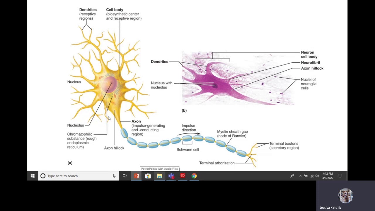 Part 2 The Neuron