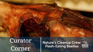 Nature's Cleanup Crew: Flesh-Eating Beetles