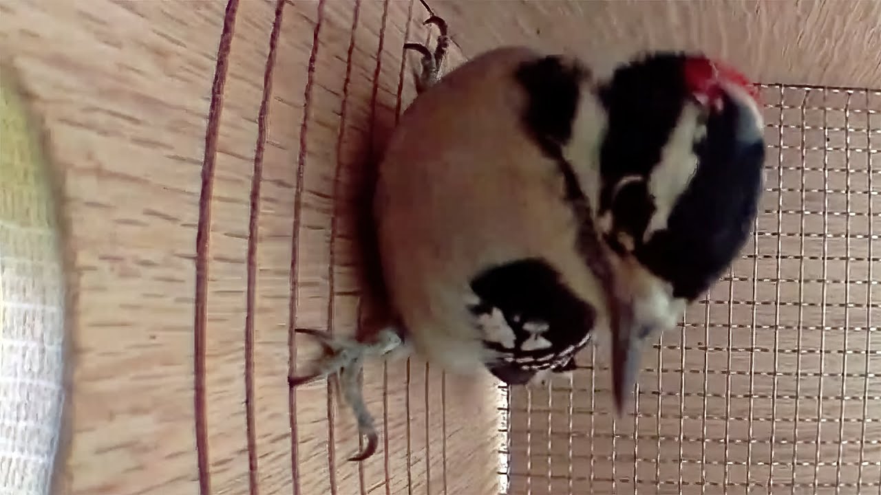 Watch the Adorable Downy Woodpecker Inspect a Birdhouse - YouTube