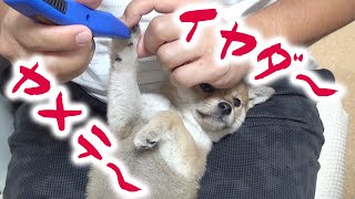 【豆柴りく君】肉球周りの毛をはじめて切りました！！