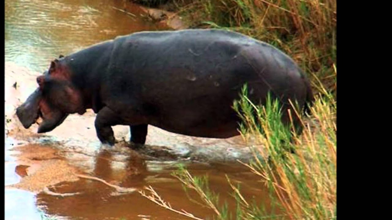 Animali selvaggi savana YouTube Animali selvaggi savana YouTube