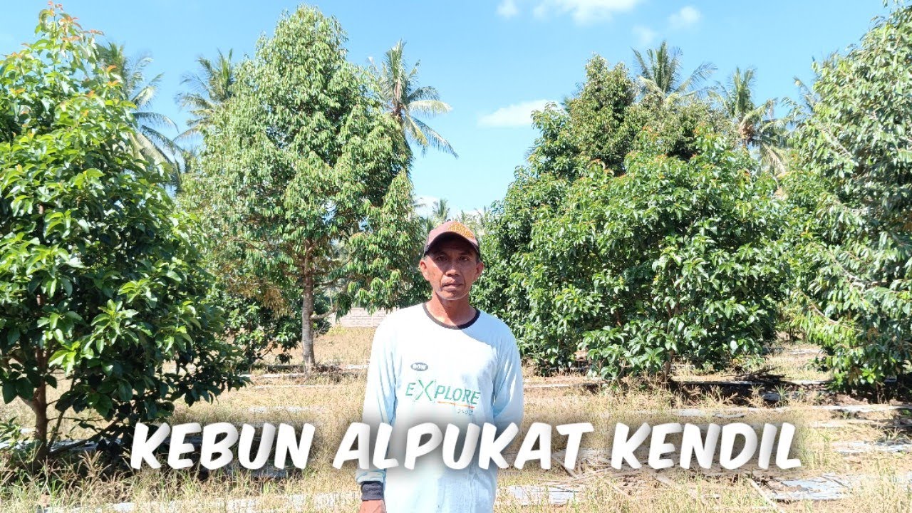 Review Kebun Alpukat Kendil