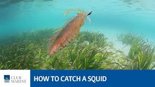 How to catch a squid - fishing tip with Alistair McGlashan | Club Marine