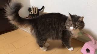 スダチで挙動不審になる猫 ノルウェージャンフォレストキャットact suspiciously.Norwegian Forest Cat.