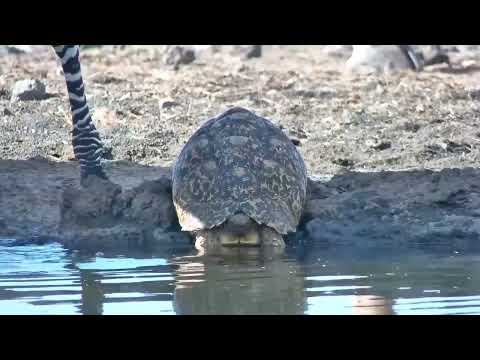 Tortoise at the Waterhole | Ranger Insights
