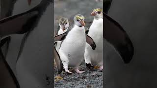 Royal Penguins on Macquarie Island
