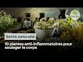 10 plantes antiinflammatoires naturels pour soulager le corps