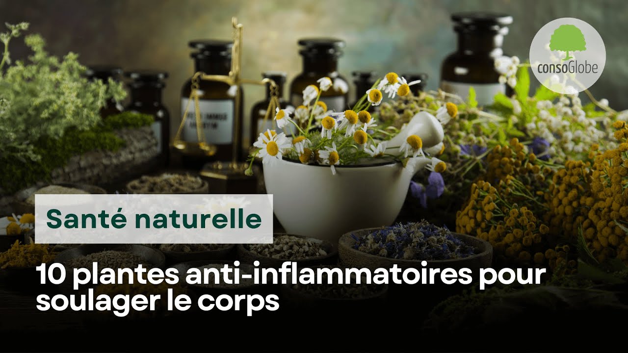 10 plantes antiinflammatoires naturels pour soulager le corps YouTube — free download