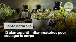 10 Plantes Anti-Inflammatoires Naturels Pour Soulager Le Corps