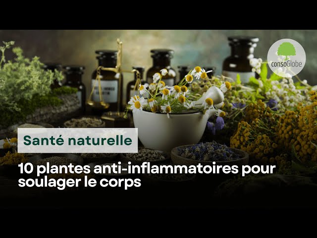 10 plantes anti-inflammatoires naturels pour soulager le corps class=