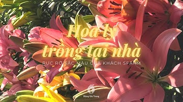 Hoa ly trồng tại nhà siêu đẹp của khách SFARM