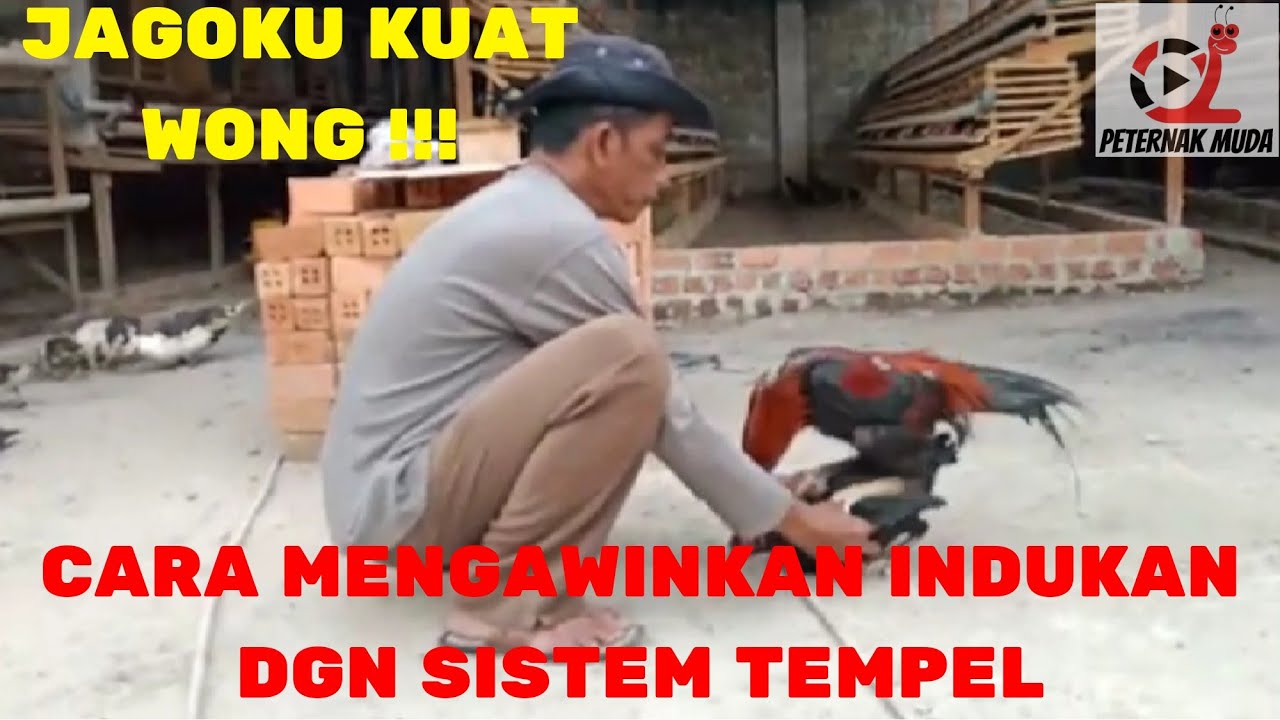 WAJIB TAU!! CARA MENGAWINKAN INDUKAN DGN SISTEM TEMPEL