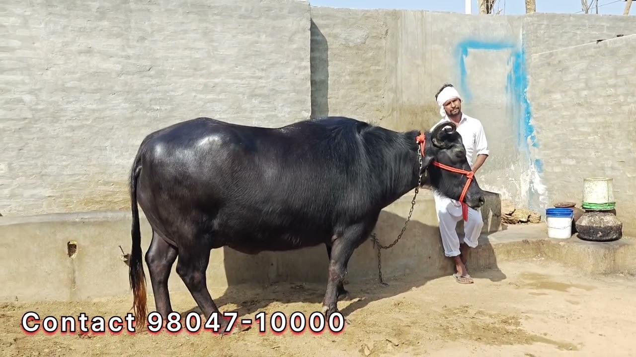 ਤੋਕੜ ਗੱਬਣ ਮੱਝ ਵਿਕਾਊ,, 4 ਮਹੀਨੇ ਦੀ ਗੱਬਣ 5 ਕਿੱਲੋ ਦੁੱਧ,, ਘਰੇਲੂ ਜ਼ਿਮੀਦਾਰ ਕੋਲ ਵਿਕਰੀ ਲਈ। 