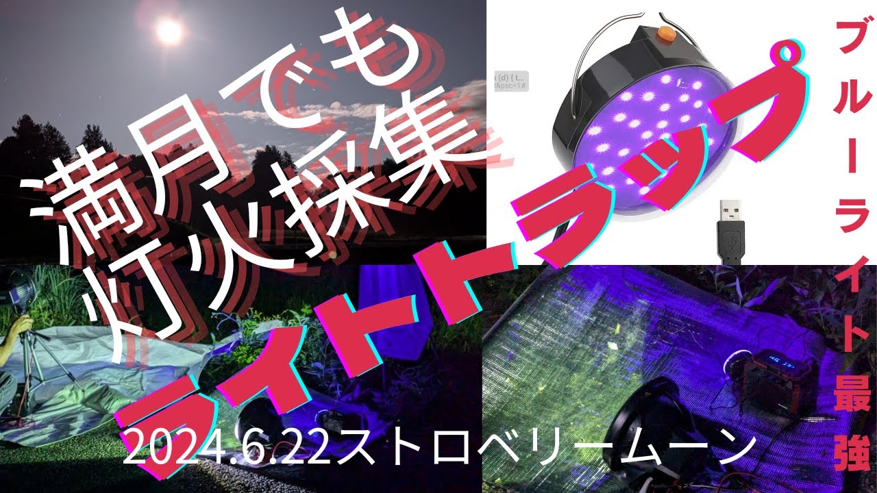 クワガタ採集】満月でも灯火採集（ライトトラップ） - YouTube