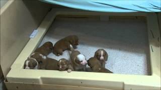 25 Day Old Nopper Toller Puppies playing. For more information visit: http://www.nopperdogs.com/toller_puppies.html.