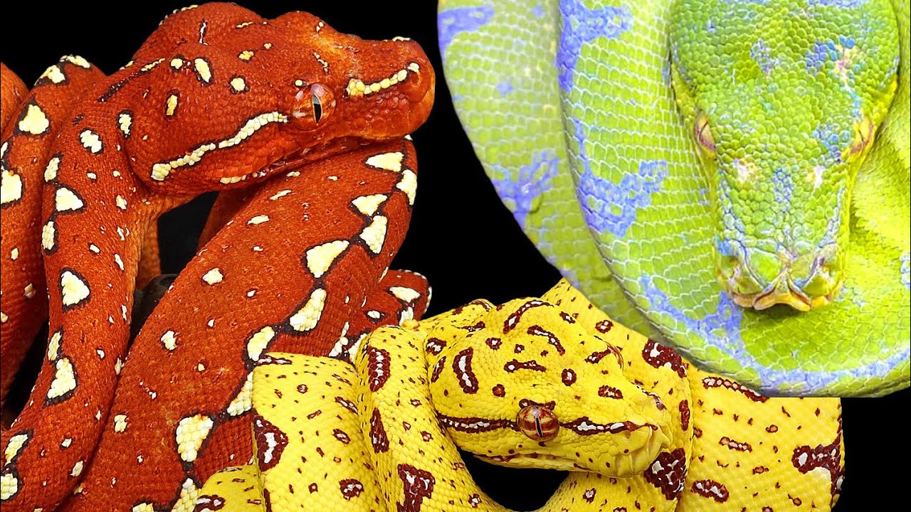 มารู้จักงู Green Tree Pythonกันกับ BKK Reptiles & MonstersEight # ...