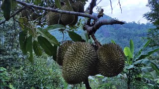 Hutan Durian Watulimo Trenggalek