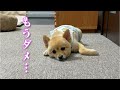 充電残り僅かのポメラニアンのポメくん