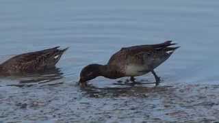 1041120淡水河中興橋小水鴨覓食1