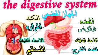 براجراف عن الجهاز الهضمي رابعه_ابتدائى انجليزي the digestive system #رابعة_ابتدائي #grade