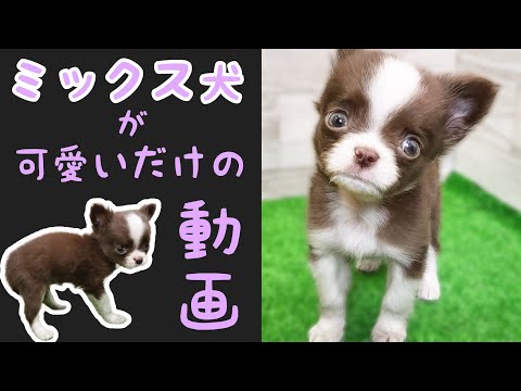 ミックス犬(チワワ×狆)チワちん・子犬【鶴見元宮店】