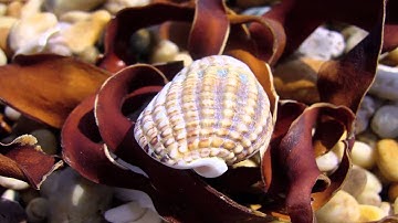 Gitanjali - Rabindranath Tagore - 74 - The evening air is eager with the sad music of the water