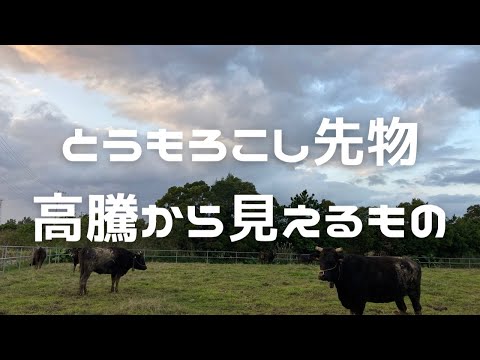 【作業BGM】とうもろこし先物高騰から見えるもの『ファムコネラジオ#150』