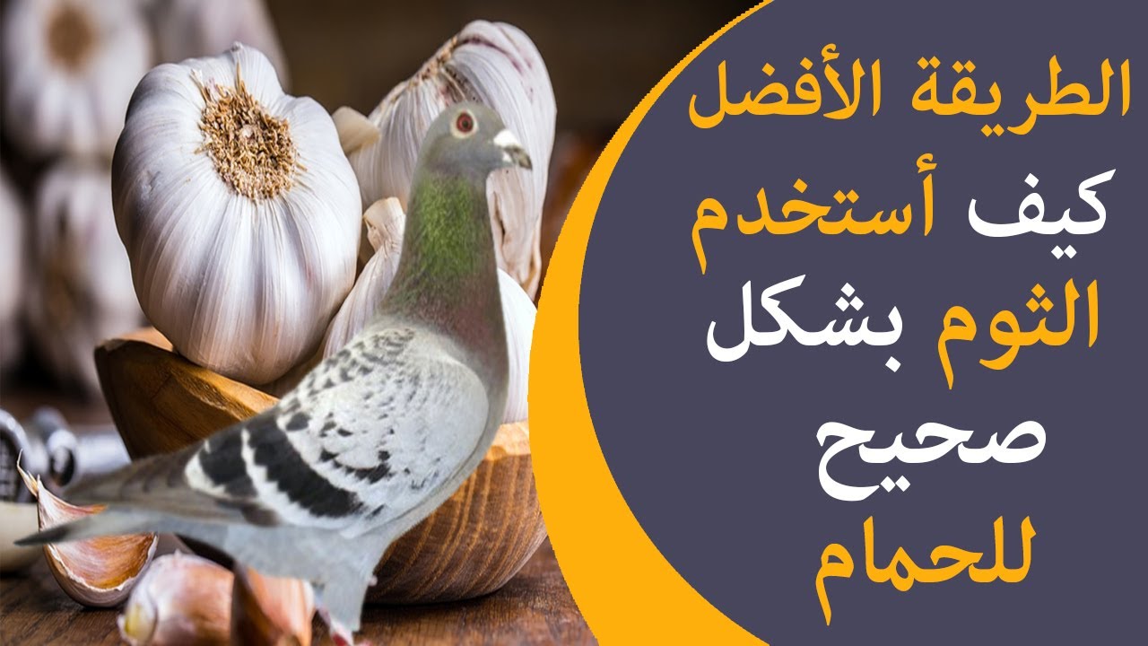 استخدم الثوم للحمام بشكل صحيح