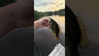 Pls subscribe #fishing #bassfishing #outdoors